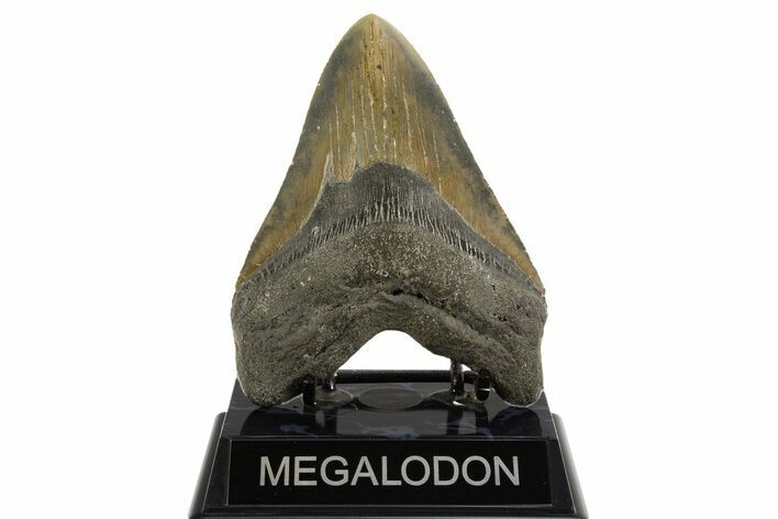 Serrated, Fossil Megalodon Tooth - North Carolina #328436